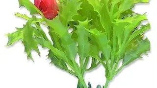 Planta Artificiala Pentru Acvariu, Blister