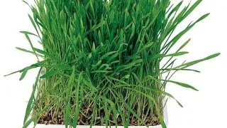 Tavita de Plastic cu Seminte de Iarba 100 g