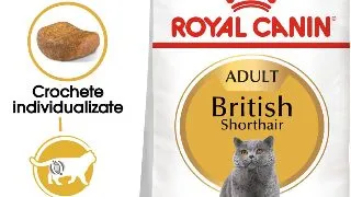 ROYAL CANIN British Shorthair Adult, hrana uscata pisici, 10kg