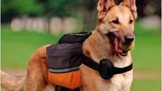 Ferplast Rucsac Dog Scout