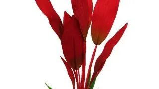 Resun Planta Matase Amazon Red 20 cm