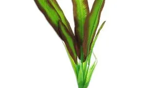 Resun Planta Matase Amazon Brown 30 cm