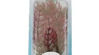 Tetra Planta Decoart Red Foxtail S 15 Cm