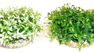 Sydeco Plante Water Bowl Maxi 10cm 135