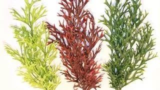 Sydeco Planta Water Ferm Maxi Flexible 58 Cm 501