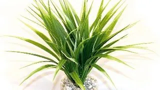 Sydeco Planta Oasis 20 Cm 665