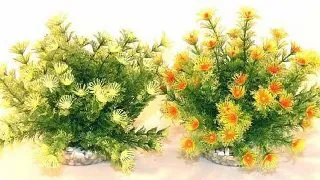 Sydeco Planta Marina Bowl 21cm 610