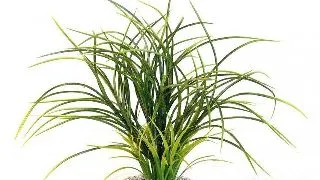 Sydeco Planta Fan Grass 38 Cm 349607