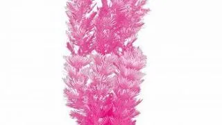 Marina Plante Color Foxtail 20 cm PP840
