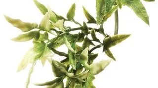 Exo Terra Planta Croton Large 70cm PT3020