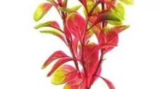 Marina Plante Mini Red Ludwigia 12076