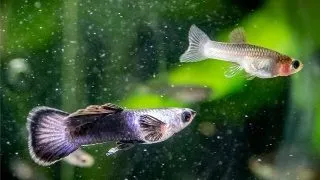 Guppy Poecilla Panda