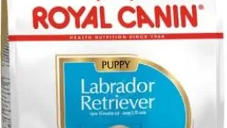 Royal Canin Labrador Retriever Puppy - 1-kg,royal-canin
