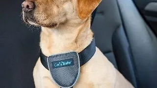 Coa Ham Caine Carsafe Travel Black L