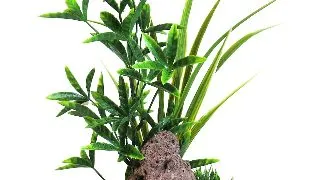 Sydeco Planta Bacopa Reef 24 cm 380385