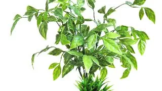 Sydeco Planta Echinodorus Plant 26 cm 380388