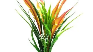 Sydeco Planta Anubias Pearl 22 cm 380434