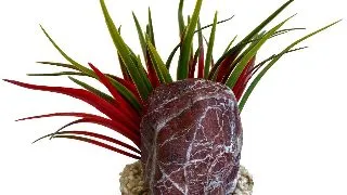 Sydeco Planta Zebra Stone Grass 14 cm 380493