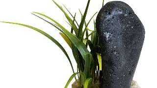 Sydeco Decor Black Magma Plants 15 cm 380520