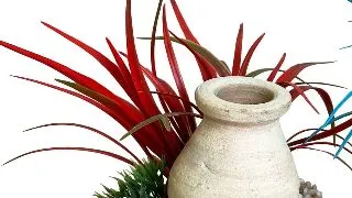 Sydeco Decor Bottle Plants 15 cm 380522