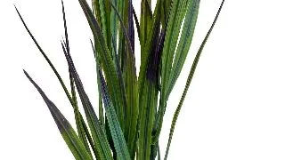 Sydeco Planta Amazon Grass 21 cm 380294