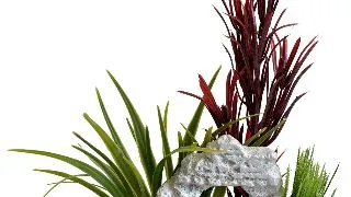 Sydeco Planta Aqua Decor Ruins 25 cm 380226