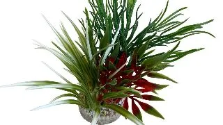 Sydeco Planta Aqua Oasis 24 cm 385007