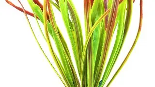 Sydeco Planta Acorus Vivarium 30 cm 385104