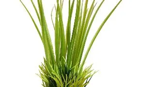 Sydeco Planta Oasis Baby 18 cm 380061