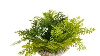 Sydeco Planta Fiesta Moss XL 8 cm 380059