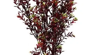 Sydeco Planta Flowering X-Large 35 cm 350150