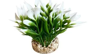 Sydeco Planta Nano Bush Natural 9 cm 350146