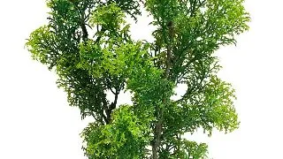 Sydeco Planta Club Moss Large 28 cm 350105