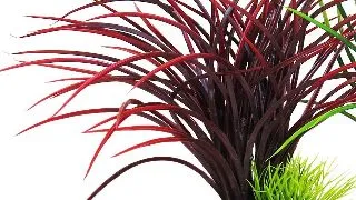 Sydeco Planta Acorus Rock 28 cm 349811