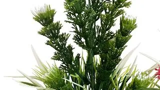 Sydeco Planta AquaPlant Medium 21 cm349701