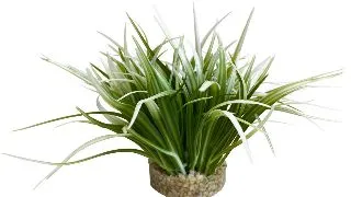 Sydeco Planta Oasis 20 cm 349665