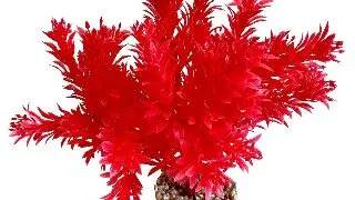 Sydeco Planta Sweet Bowl 18 cm 349650