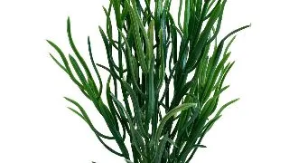 Sydeco Planta Sea Grass Baby 16 cm 349646