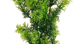 Sydeco Planta Jungle Medium 28 cm 349634