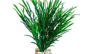Sydeco Planta Sea Grass Medium 18 cm 349613