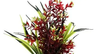 Sydeco Planta Flowering 24 cm 349601