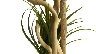 Sydeco Decor Aqua Branch Plant 16 cm 316200