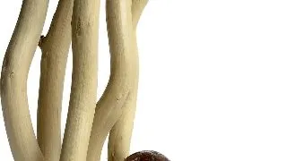 Sydeco Decor Aqua Branch Zebra 24 cm 316197