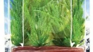 Marina Planta Willow Moss PP312