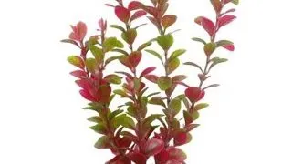 Marina Planta Red LUDW 30 cm PP1219