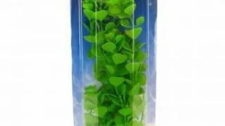Marina Planta Moneywort 20 cm PP816