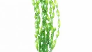 Marina Planta Jungle Val 20 cm PP814