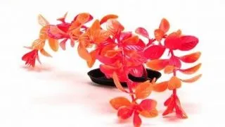 Marina Planta Color Red Ludwigia 30 cm PP1249