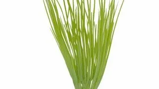 Marina Planta Betta Kit Hairgrass 12080