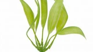 Marina Planta Betta Kit Amazon 12079